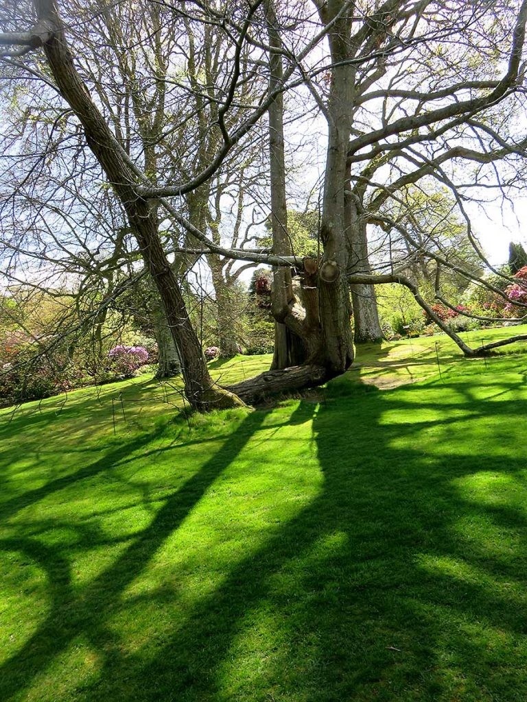 Trees and their shadows at Bodnant Garden