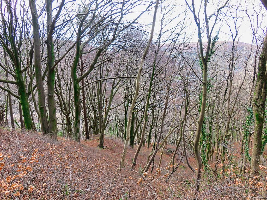 Bare trees above Castell Coch