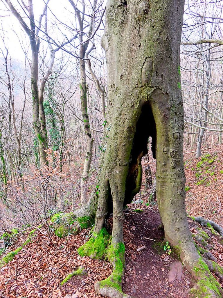 Burnt out tree base in woods near Castell Coch