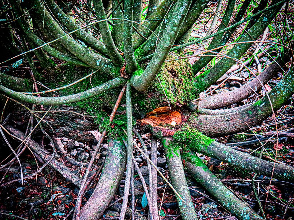 Tree stump and sprouts.
