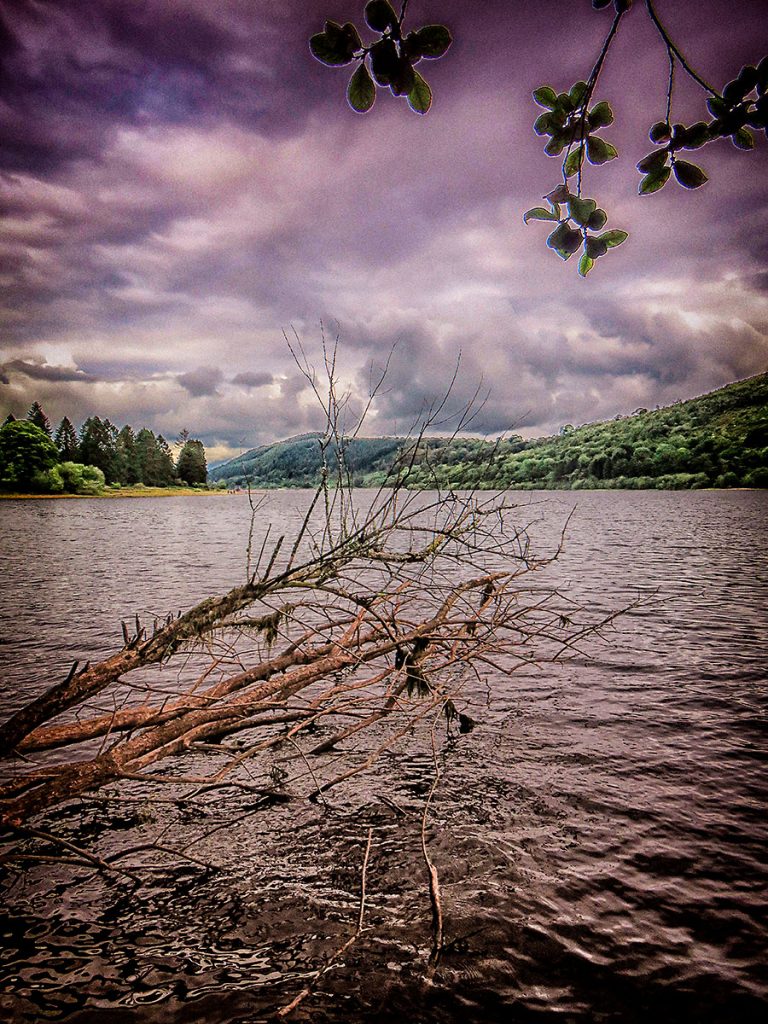 Fallen tree on the banks of the reservoir.