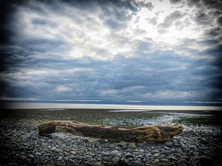 Driftwood. Driftwood.