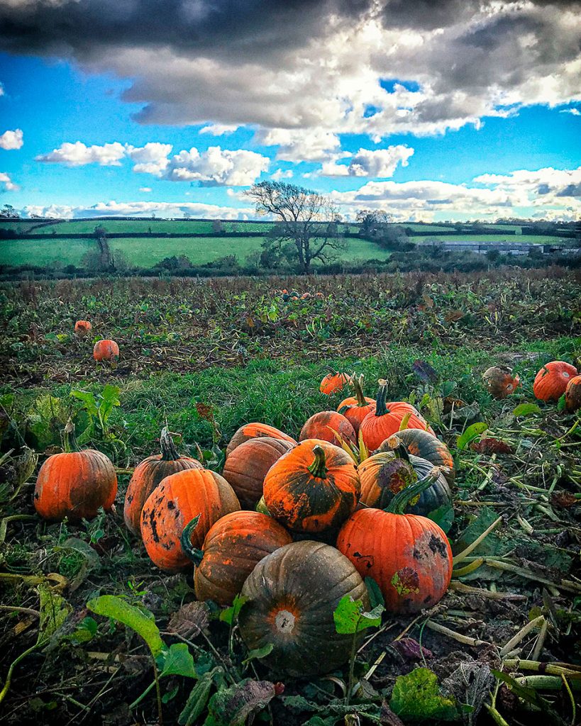 Pumpkins and fields.