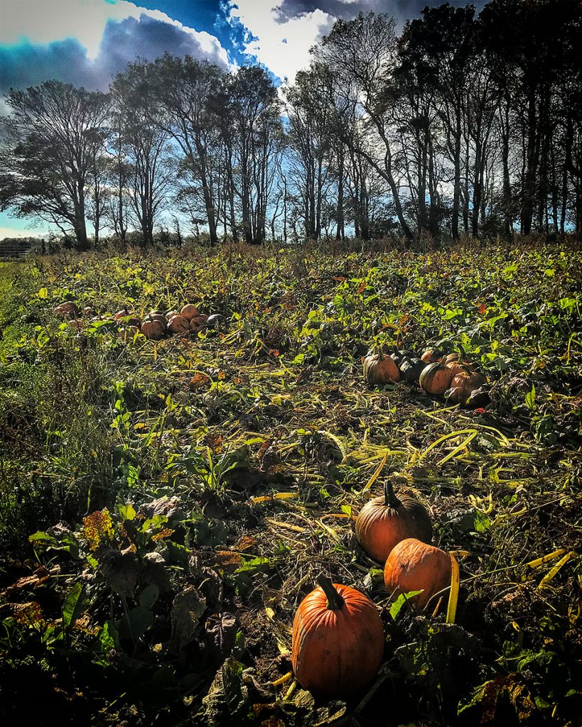 Pumpkins and trees 2.