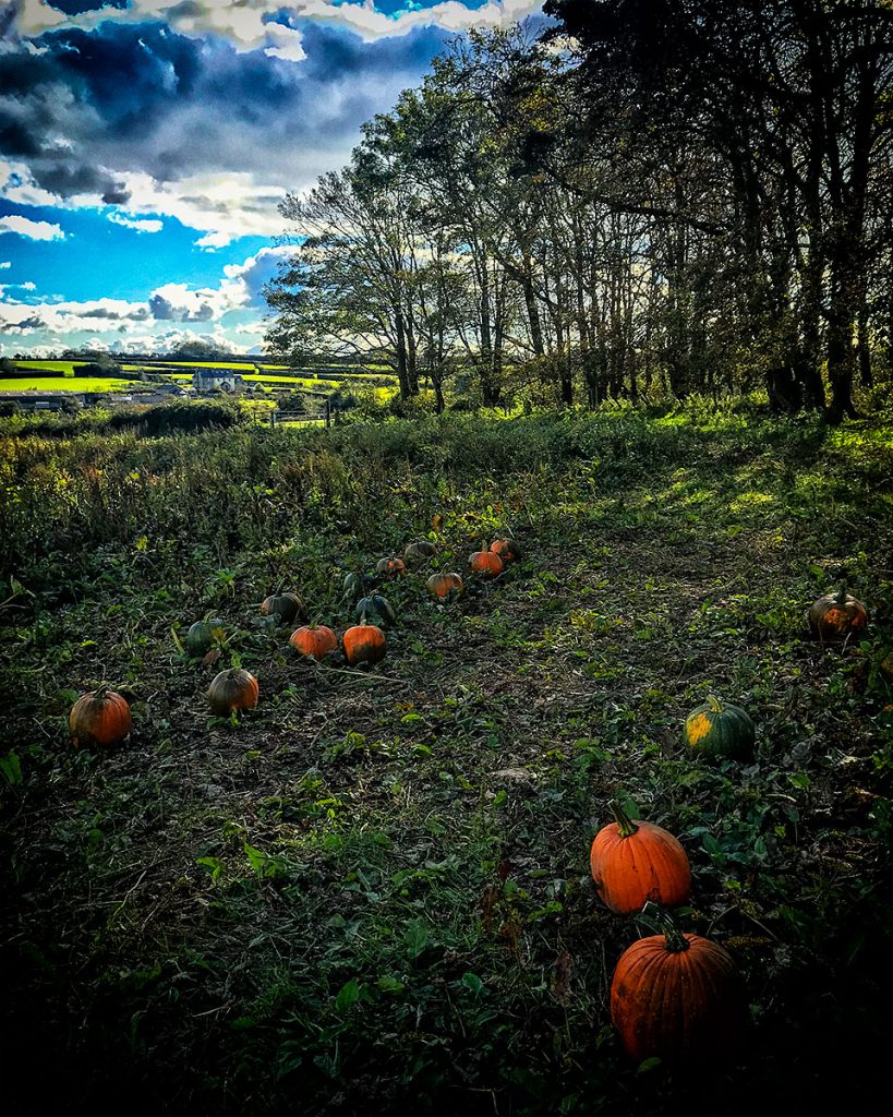 Pumpkins and trees.